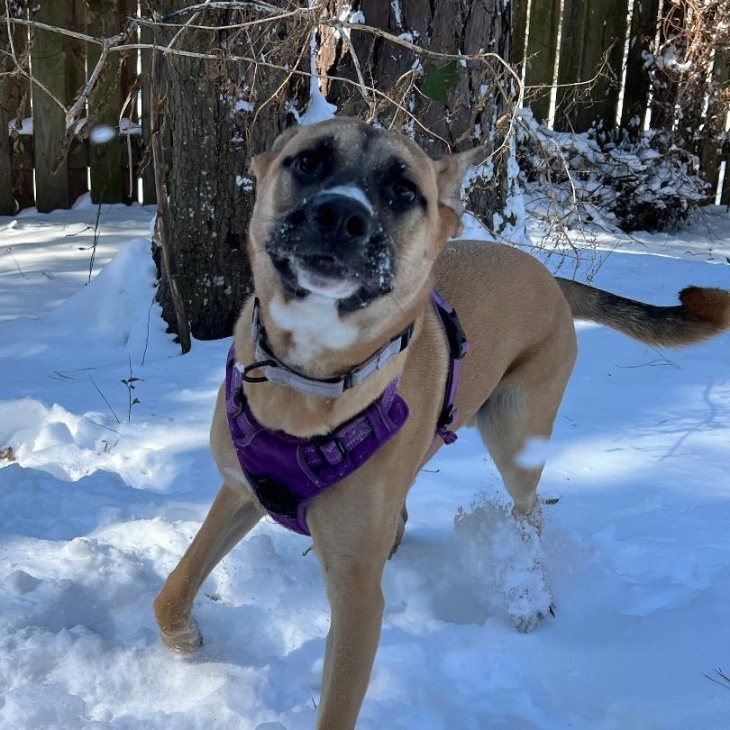 Buddy 6 FKA Dinghy, a Adoptable mixed breed in North Myrtle Beach, SC image 3/4