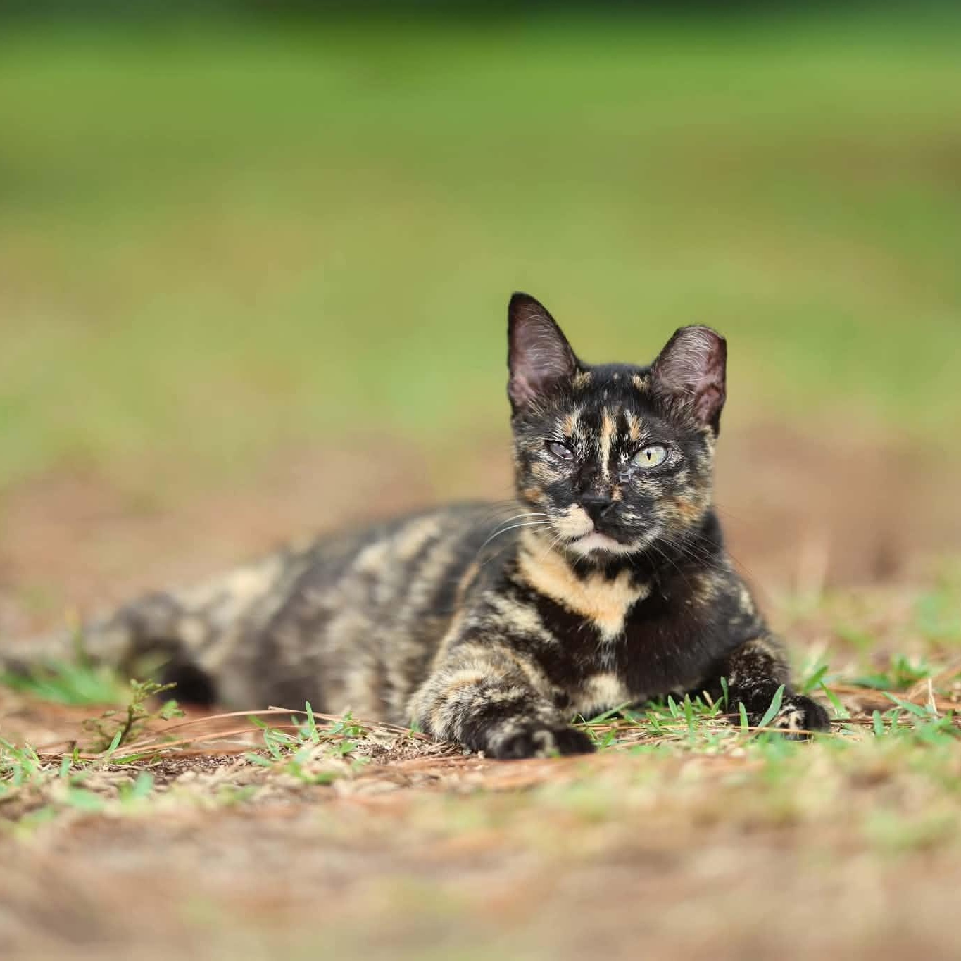 Enlarge Pippi, a Adoptable mixed breed in Bedminster, NJ image 2/4