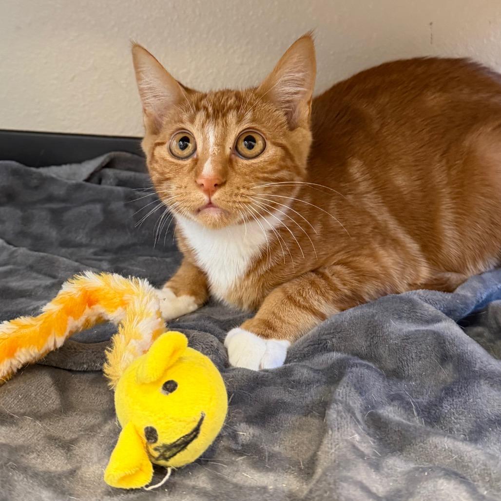 Enlarge London, a Adoptable Domestic Short Hair in Cody, WY image 1/6