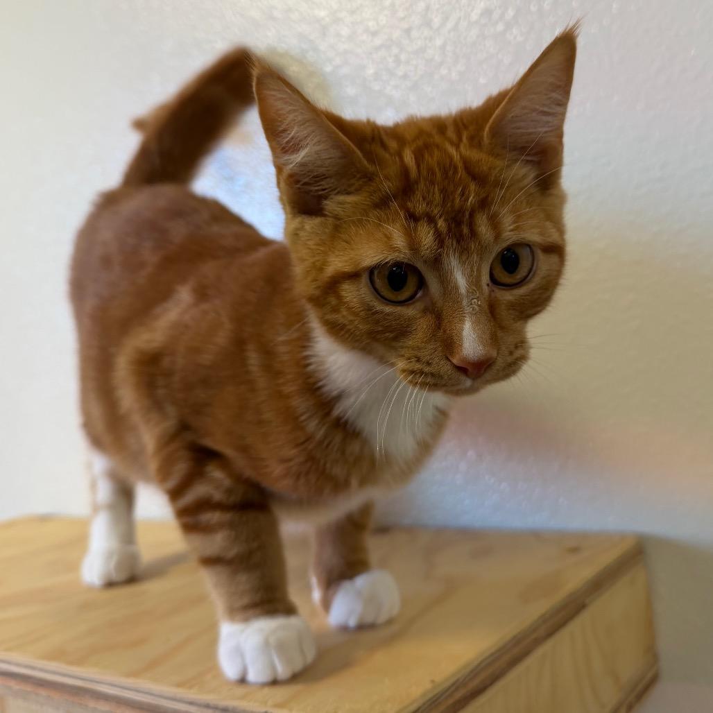 Enlarge London, a Adoptable Domestic Short Hair in Cody, WY image 2/6