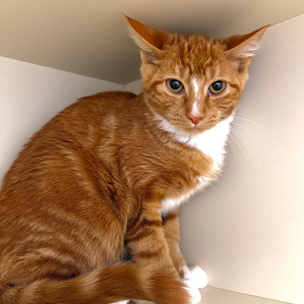 Enlarge London, a Adoptable Domestic Short Hair in Cody, WY image 3/6