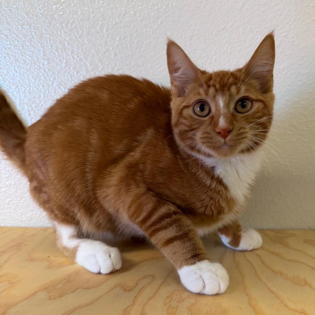 Enlarge London, a Adoptable Domestic Short Hair in Cody, WY image 4/6