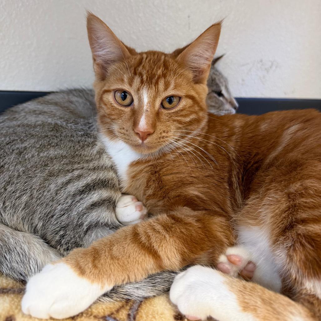 Enlarge London, a Adoptable Domestic Short Hair in Cody, WY image 5/6
