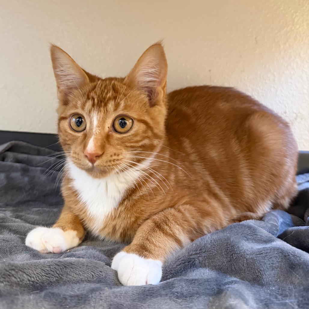 Enlarge London, a Adoptable Domestic Short Hair in Cody, WY image 6/6