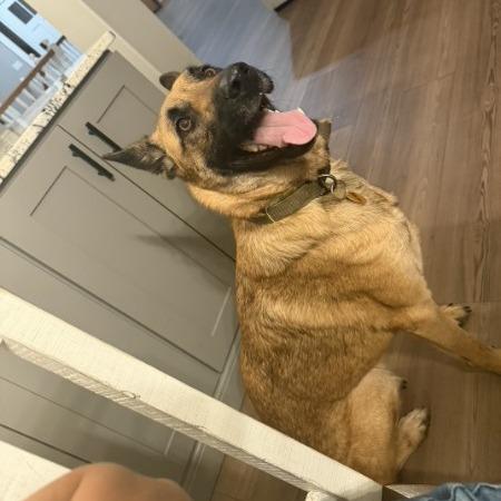 Enlarge Blaze, a Adoptable mixed breed in Van Horne, IA image 2/6