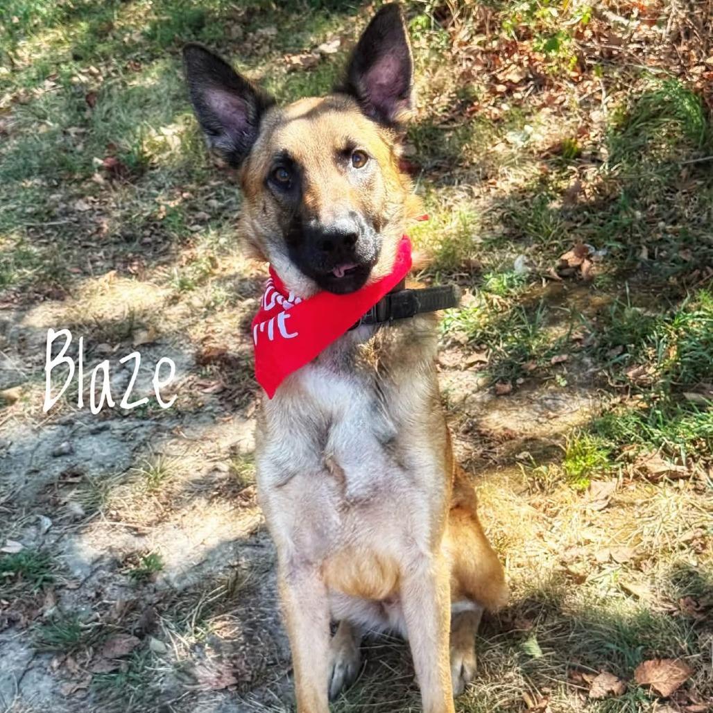 Enlarge Blaze, a Adoptable mixed breed in Van Horne, IA image 6/6