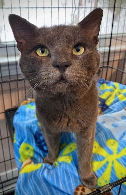 Enlarge Stanton, a Adoptable Domestic Short Hair in Duxbury, MA image 1/1