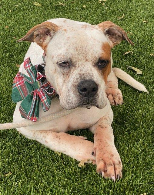 Lorenzo, ADOPTABLE, Young Male Boxer.