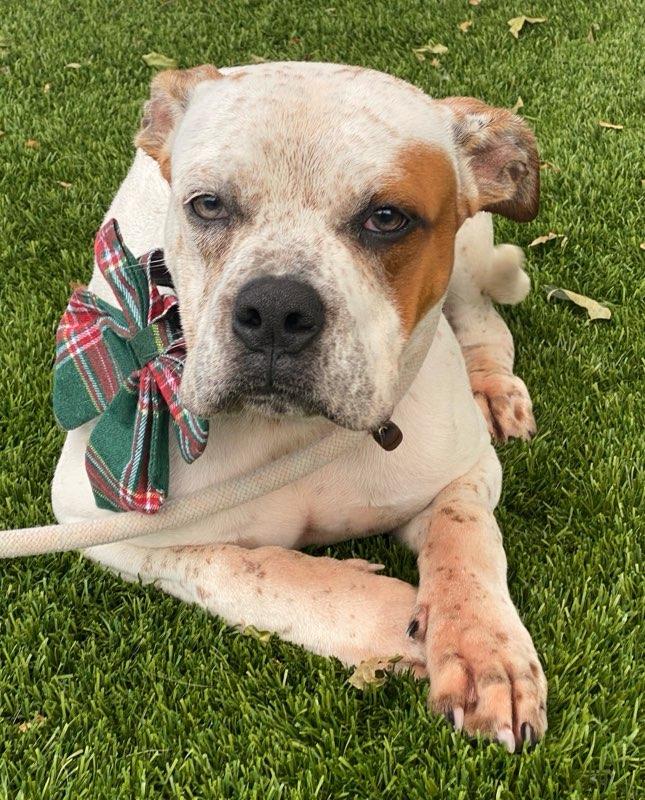 Enlarge Lorenzo, a ADOPTABLE mixed breed in Colusa, CA image 5/6