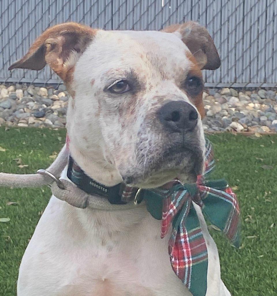 Enlarge Lorenzo, a ADOPTABLE mixed breed in Colusa, CA image 4/6