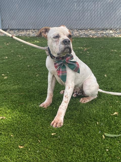 Enlarge Lorenzo, a ADOPTABLE mixed breed in Colusa, CA image 6/6