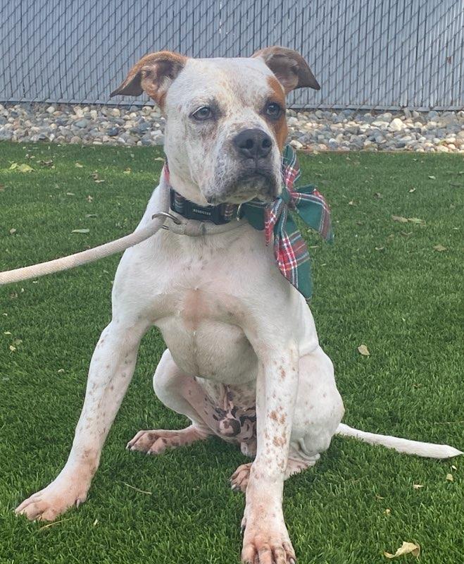 Enlarge Lorenzo, a ADOPTABLE mixed breed in Colusa, CA image 2/6