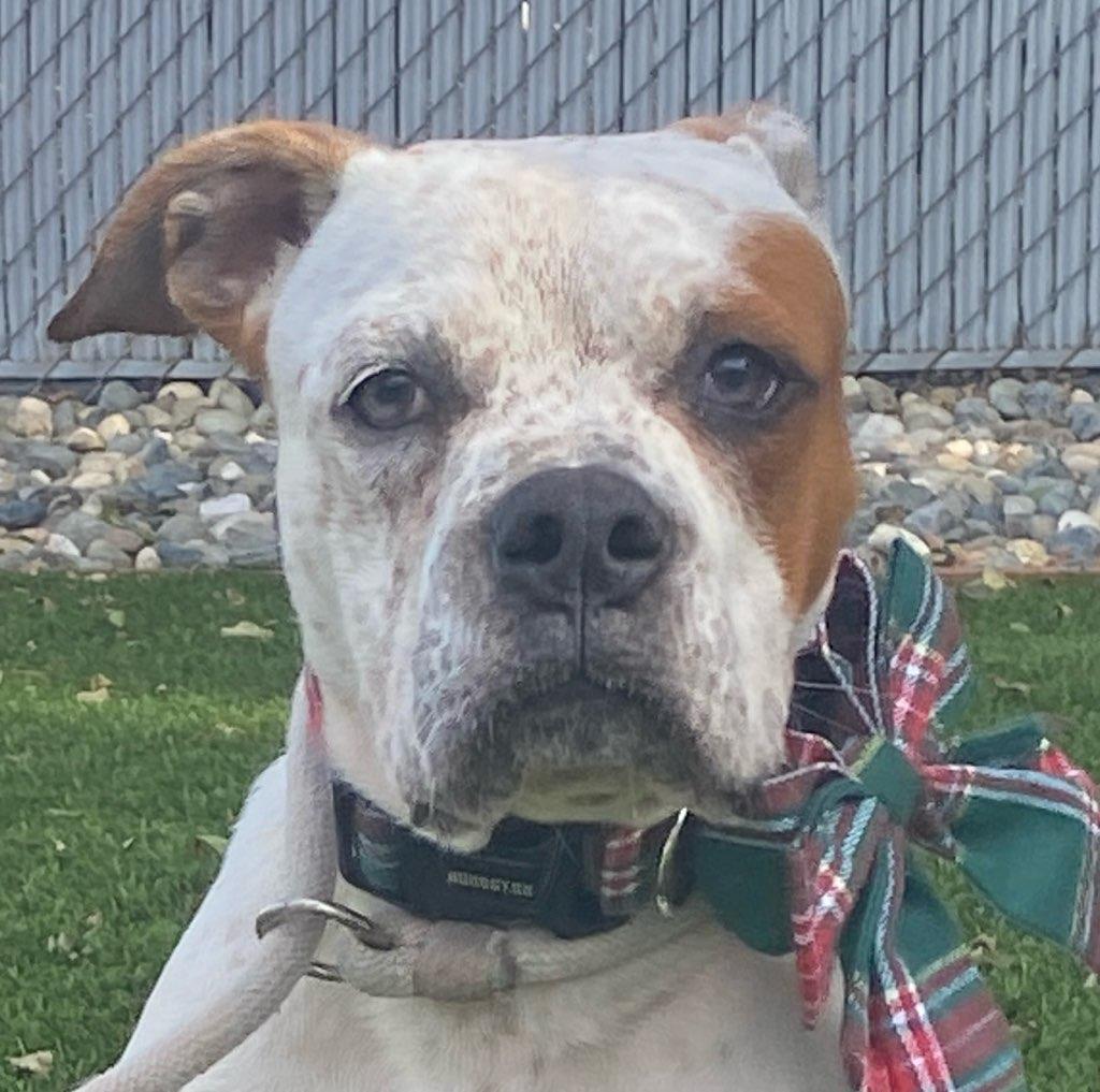 Enlarge Lorenzo, a ADOPTABLE mixed breed in Colusa, CA image 3/6