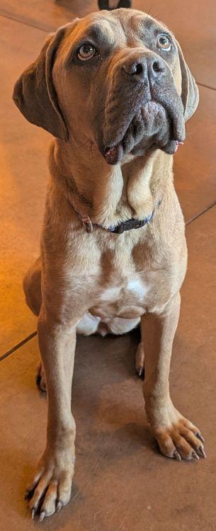 Enlarge Susannah Muffin, a Adoptable mixed breed in Larkspur, CO image 1/5