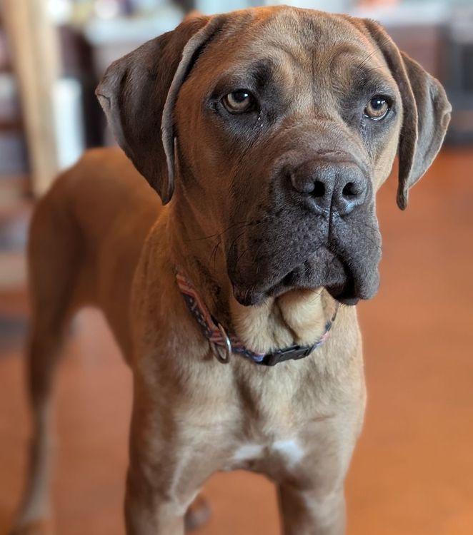 Enlarge Susannah Muffin, a Adoptable mixed breed in Larkspur, CO image 2/5