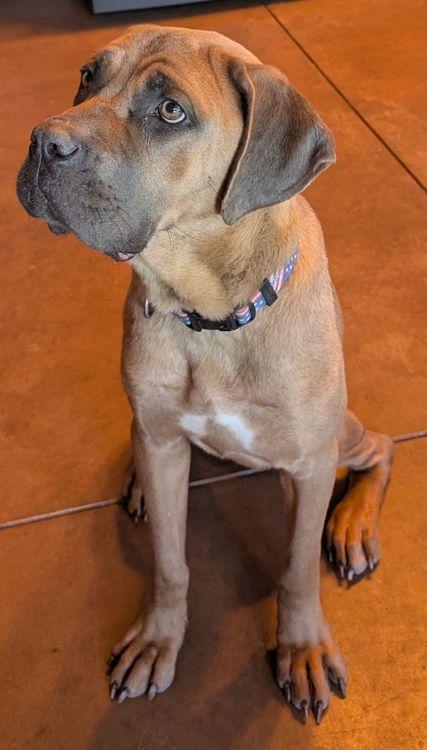 Enlarge Susannah Muffin, a Adoptable mixed breed in Larkspur, CO image 3/5