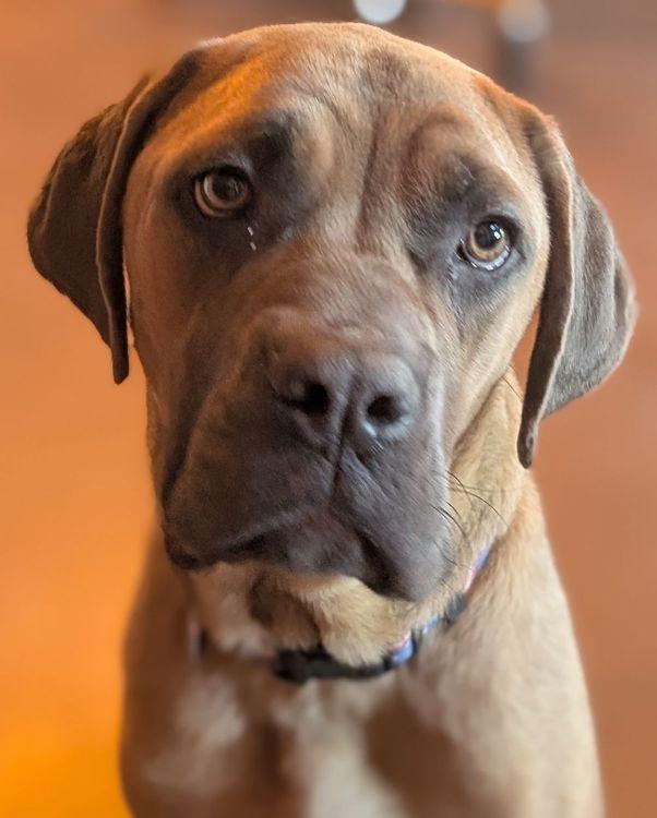 Enlarge Susannah Muffin, a Adoptable mixed breed in Larkspur, CO image 4/5