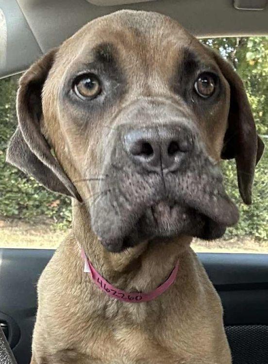 Enlarge Susannah Muffin, a Adoptable mixed breed in Larkspur, CO image 5/5