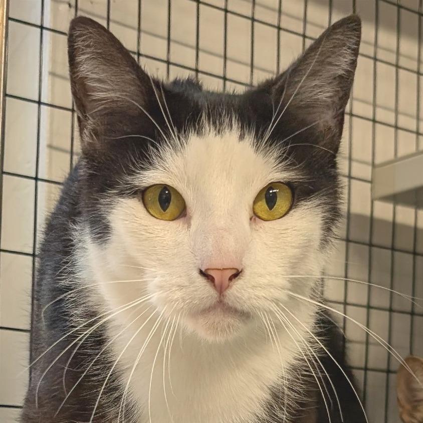 Enlarge Kenny, a Adoptable Domestic Short Hair in Redwood Valley, CA image 1/5