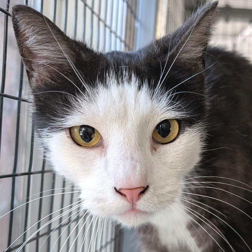 Enlarge Kenny, a Adoptable Domestic Short Hair in Redwood Valley, CA image 2/5
