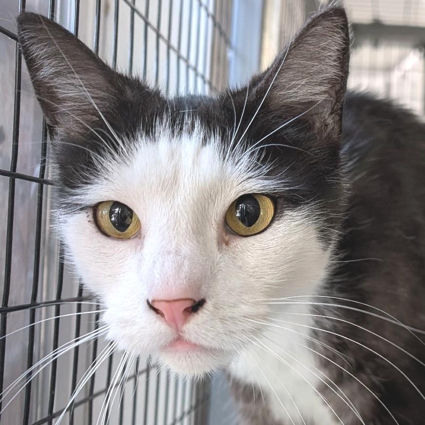 Enlarge Kenny, a Adoptable Domestic Short Hair in Redwood Valley, CA image 3/5