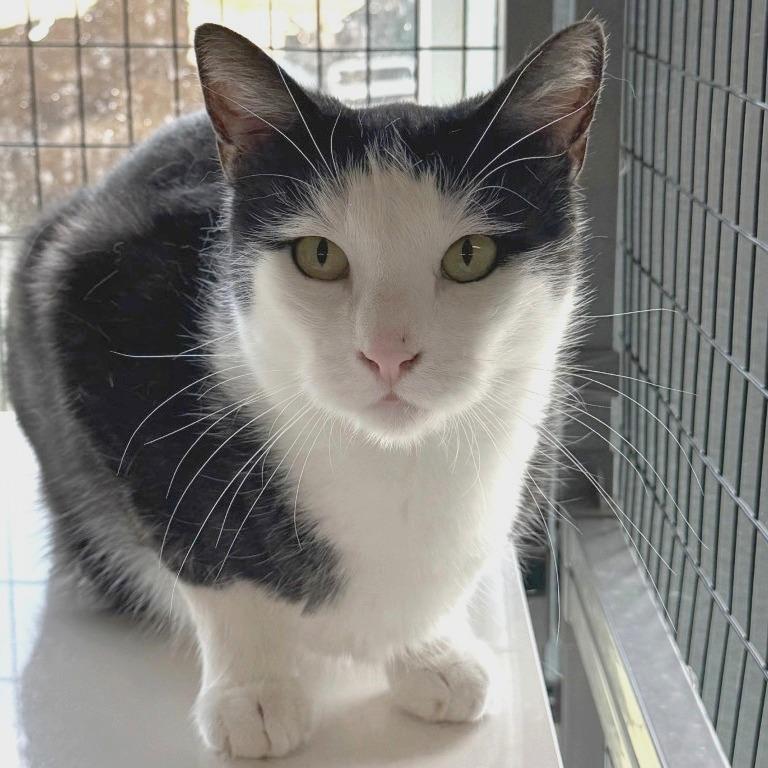 Enlarge Kenny, a Adoptable Domestic Short Hair in Redwood Valley, CA image 3/5