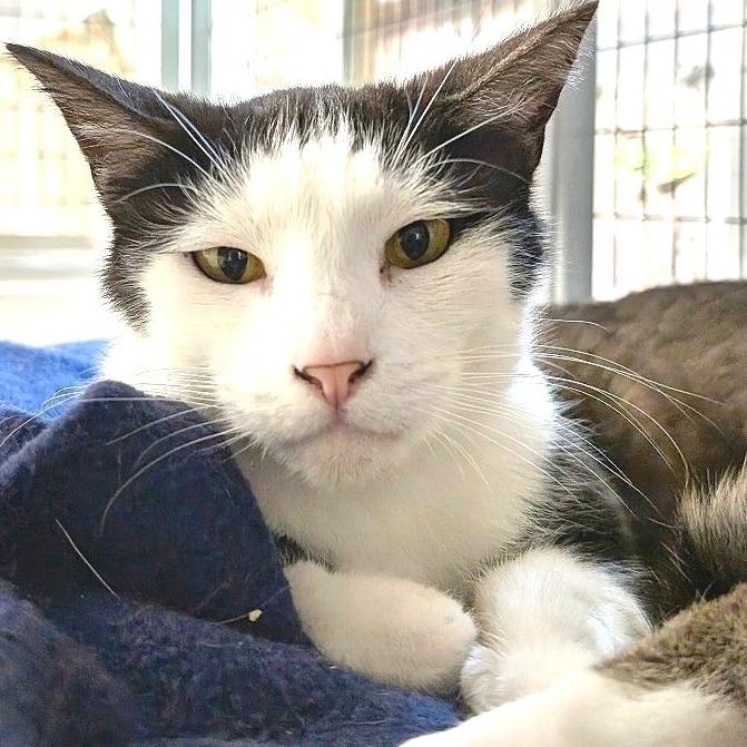 Enlarge Kenny, a Adoptable Domestic Short Hair in Redwood Valley, CA image 4/5