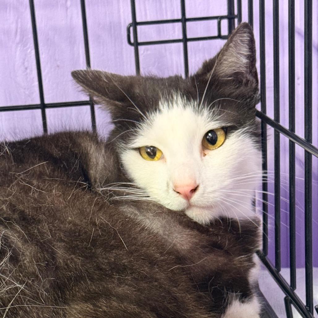 Enlarge Kenny, a Adoptable Domestic Short Hair in Redwood Valley, CA image 5/5
