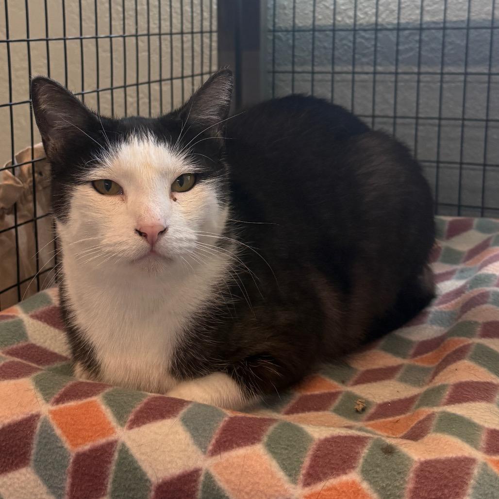 Kenny, a Adoptable Domestic Short Hair in Redwood Valley, CA image 6/6