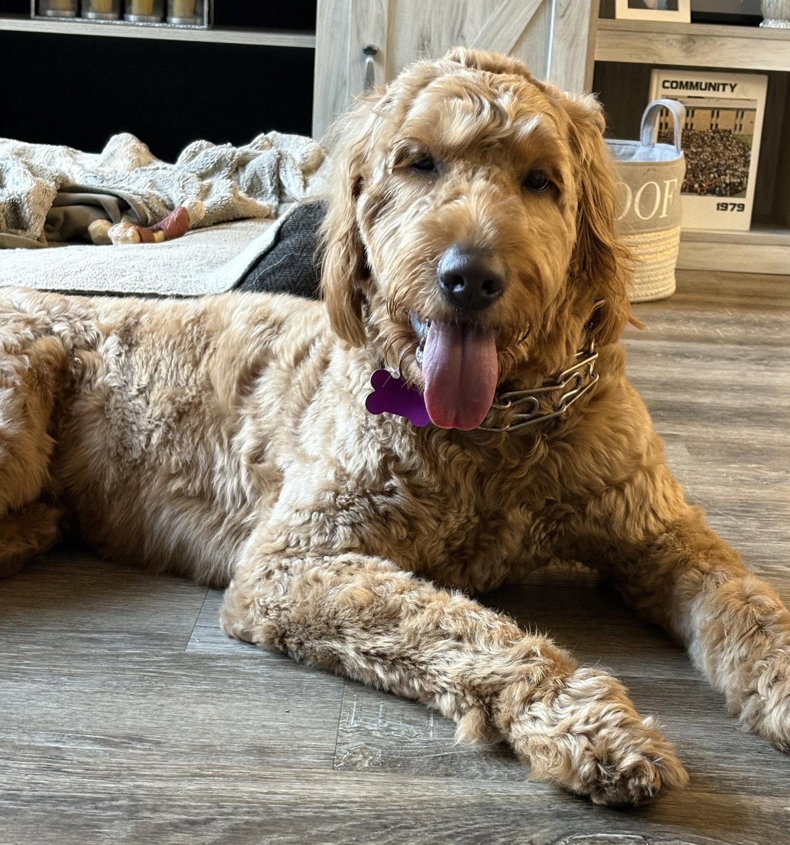 Farley**No Longer accepting Applications**, Adoptable, Adult Male Poodle & Golden Retriever.