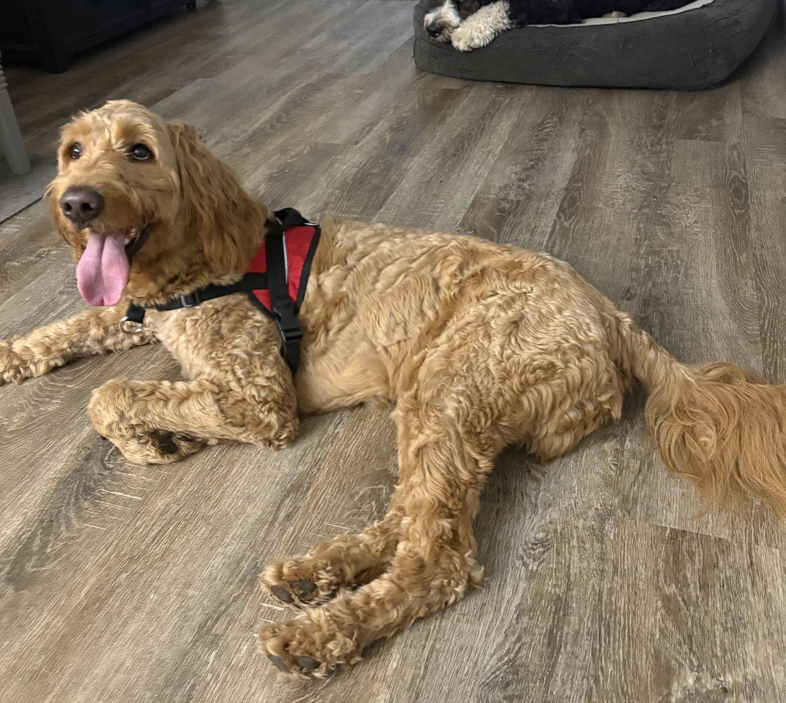 Enlarge Farley**No Longer accepting Applications**, a Adoptable mixed breed in London, ON image 2/3