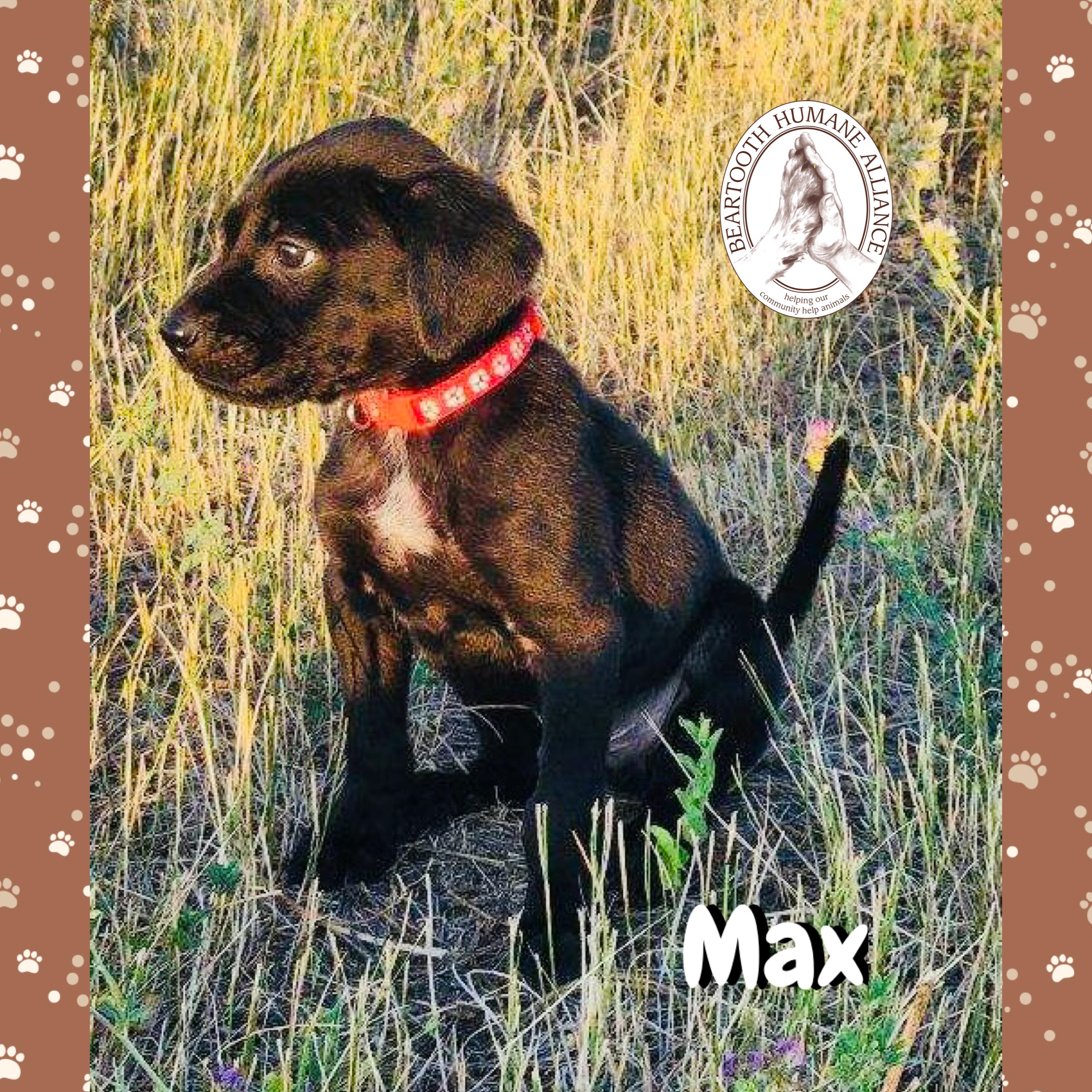 Max, an adoptable Treeing Walker Coonhound in Red Lodge, MT, 59068 | Photo Image 2