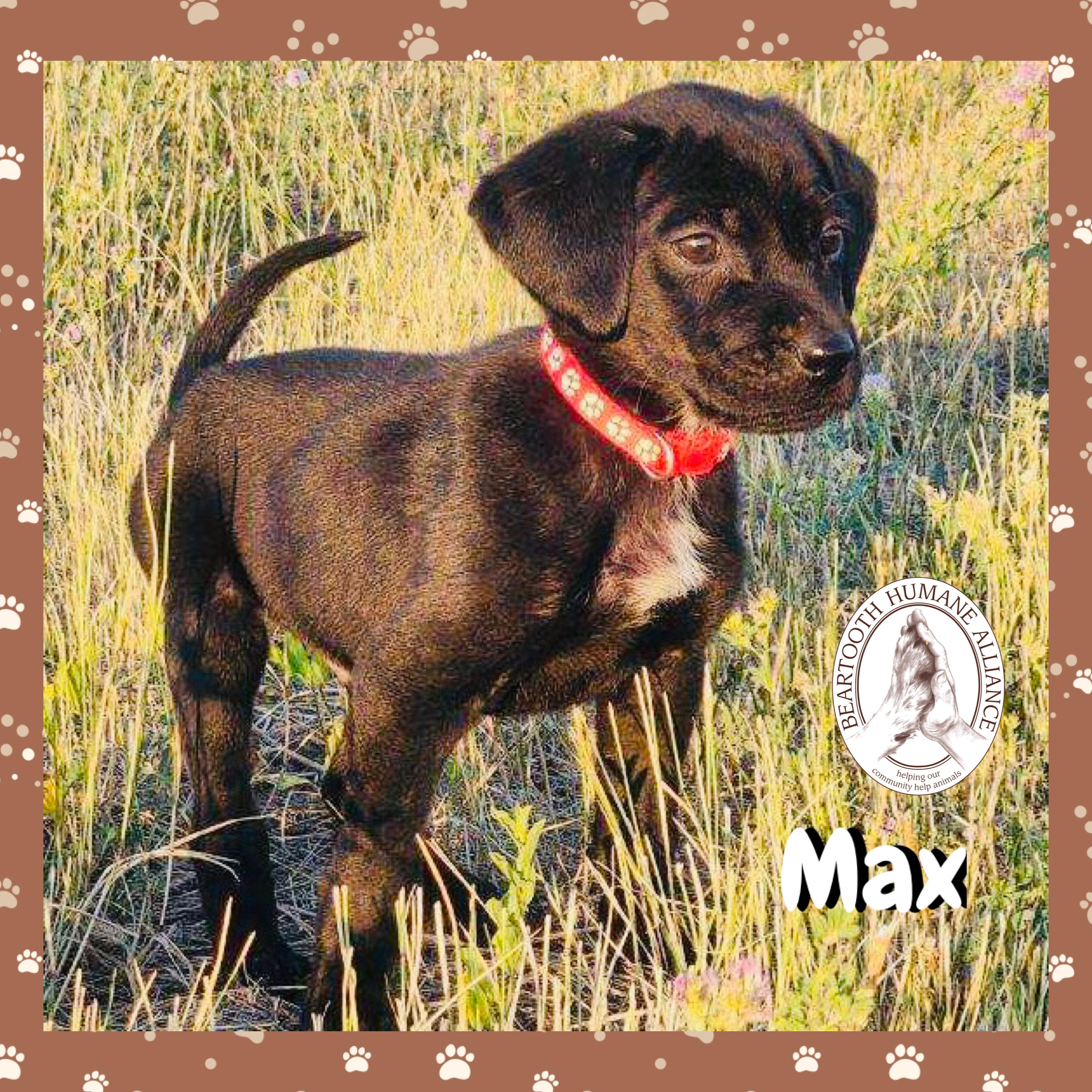 Max, an adoptable Treeing Walker Coonhound in Red Lodge, MT, 59068 | Photo Image 1
