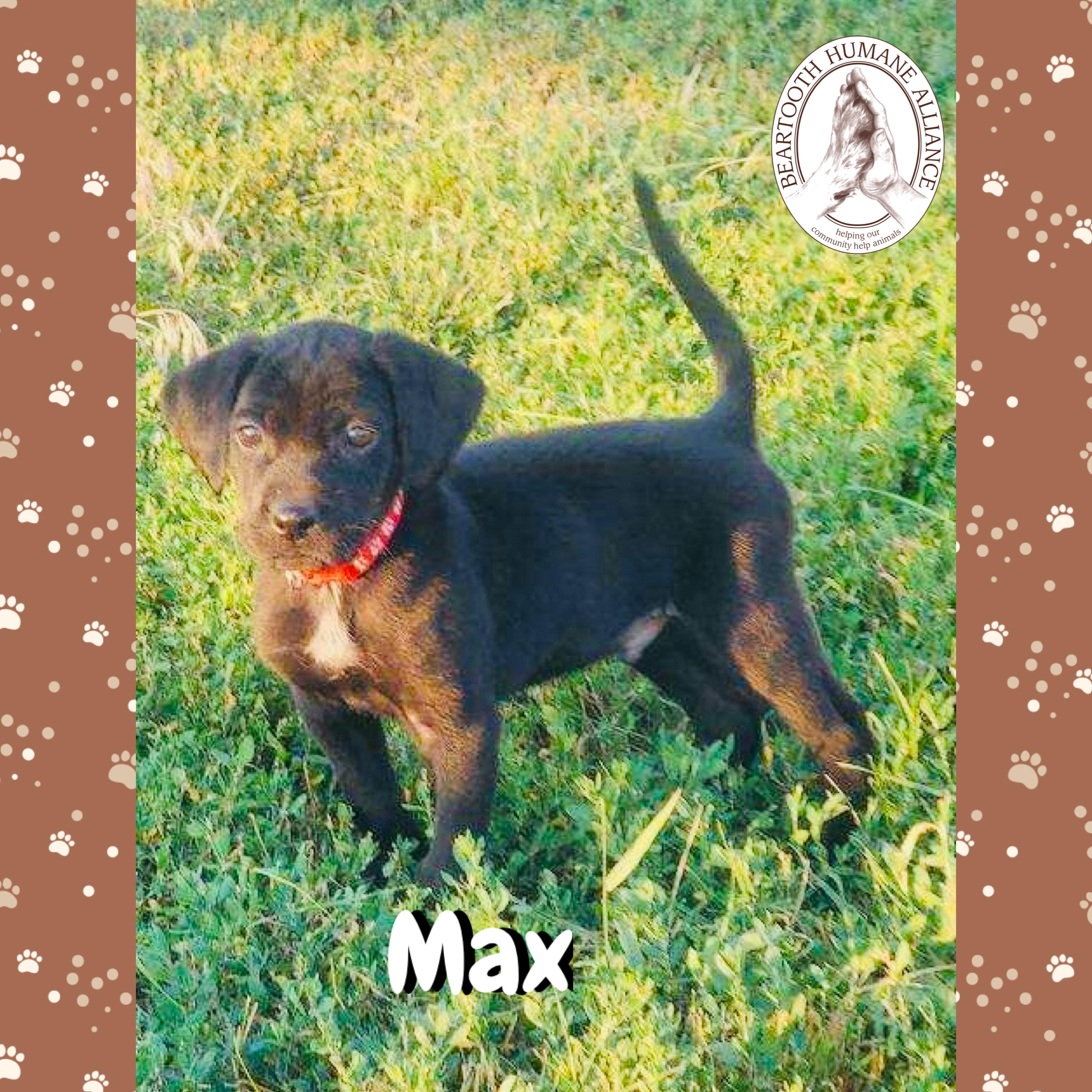 Max, an adoptable Treeing Walker Coonhound in Red Lodge, MT, 59068 | Photo Image 3