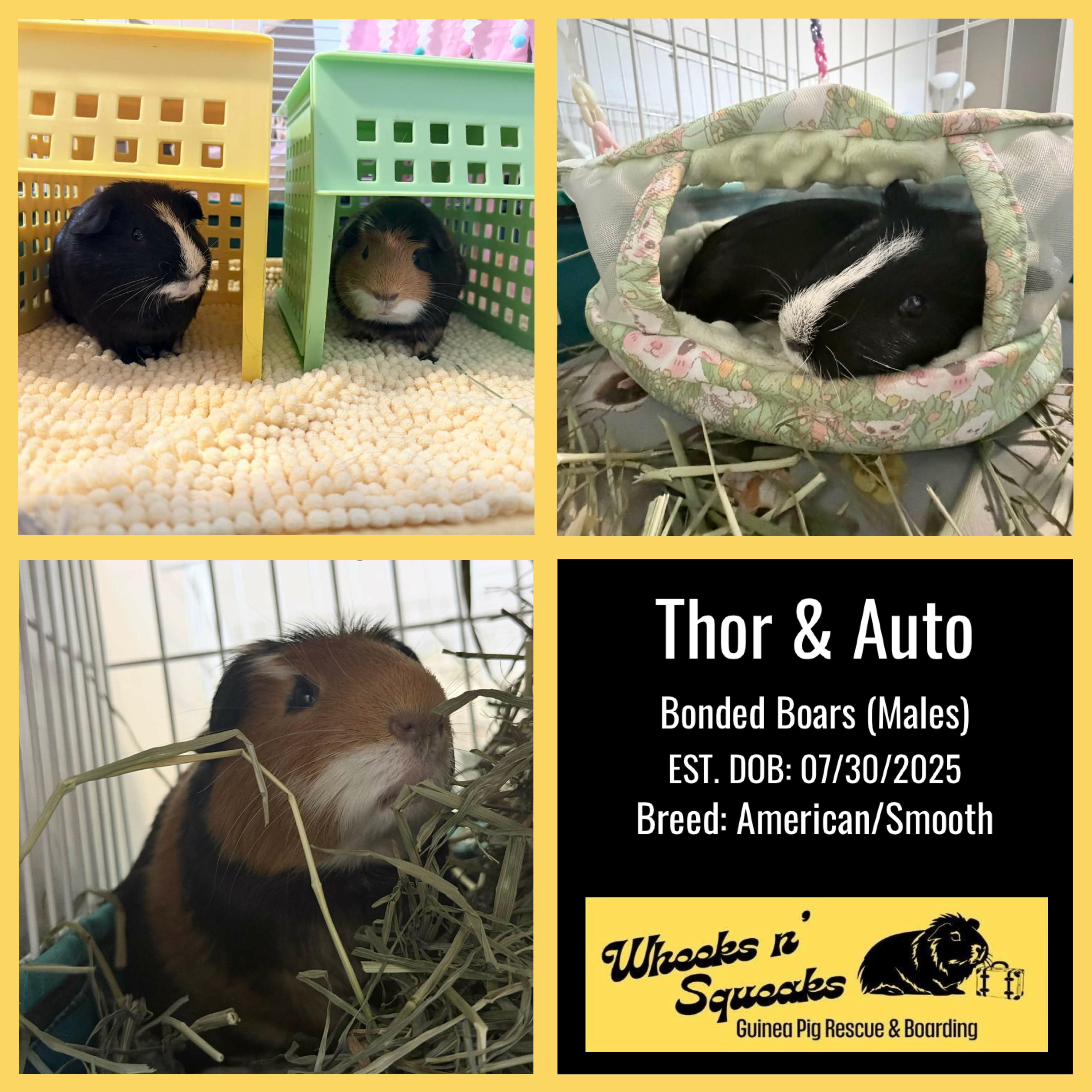 Thor and Auto, a Adoptable Guinea Pig in Phoenix, AZ image 1/6