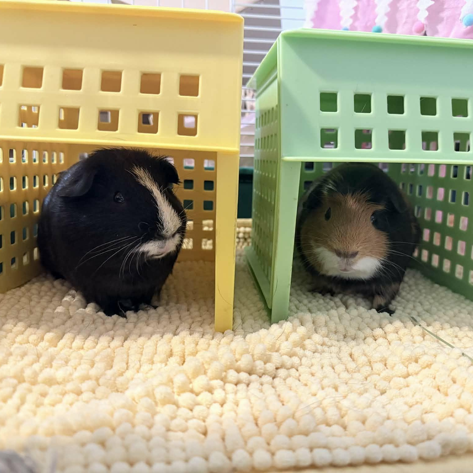 Thor and Auto, a Adoptable Guinea Pig in Phoenix, AZ image 6/6