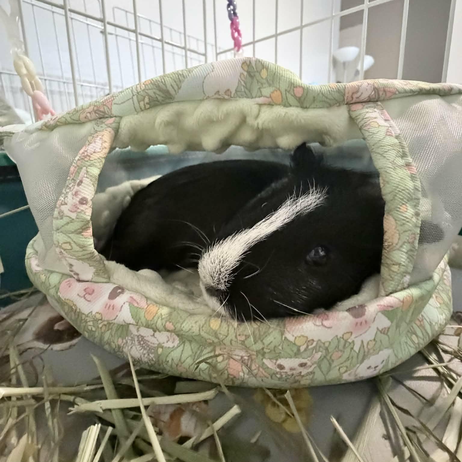 Thor and Auto, a Adoptable Guinea Pig in Phoenix, AZ image 4/6