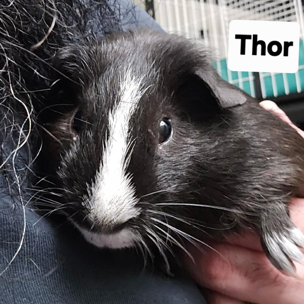 Enlarge Thore and Auto, a Adoptable Guinea Pig in Phoenix, AZ image 2/2