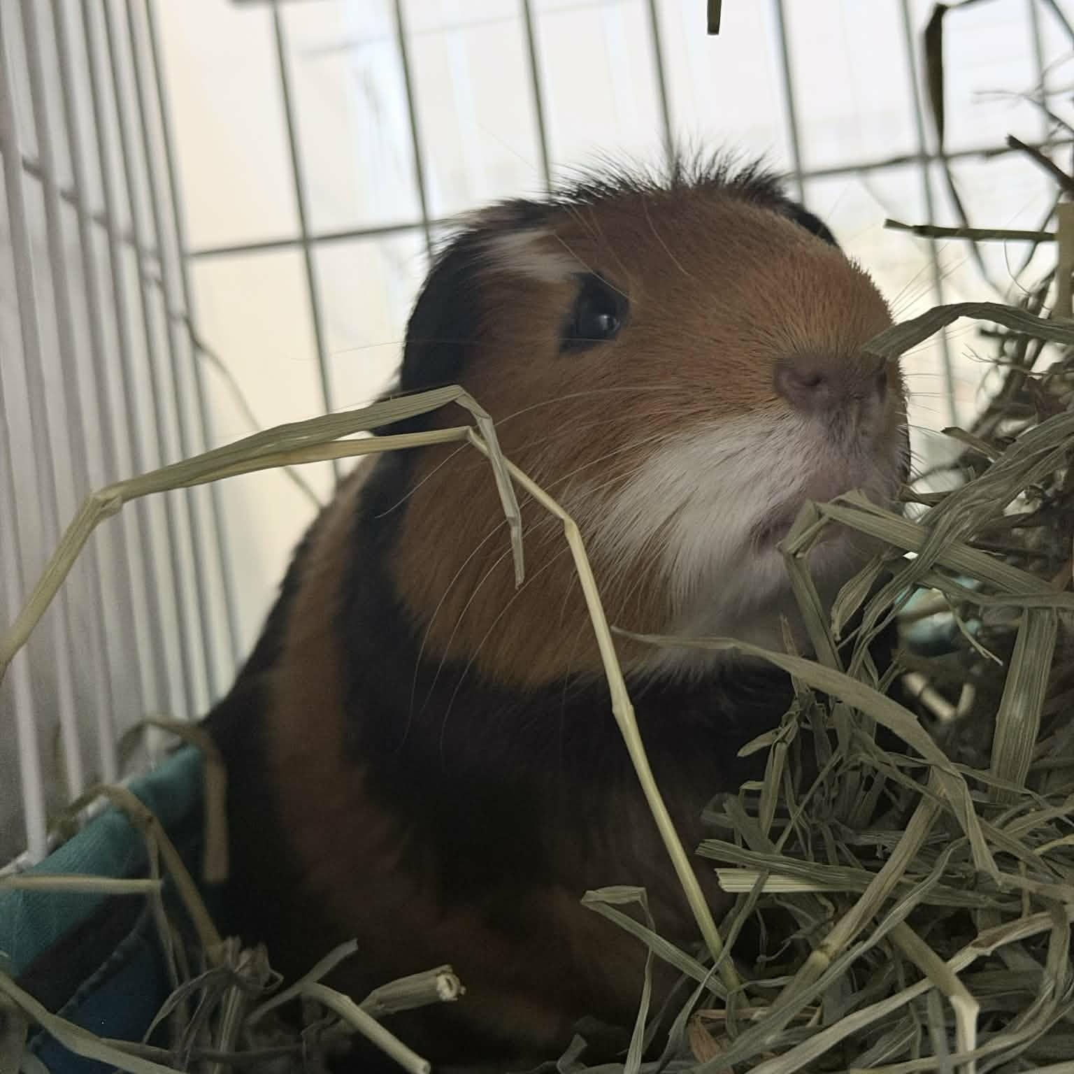 Thor and Auto, a Adoptable Guinea Pig in Phoenix, AZ image 5/6