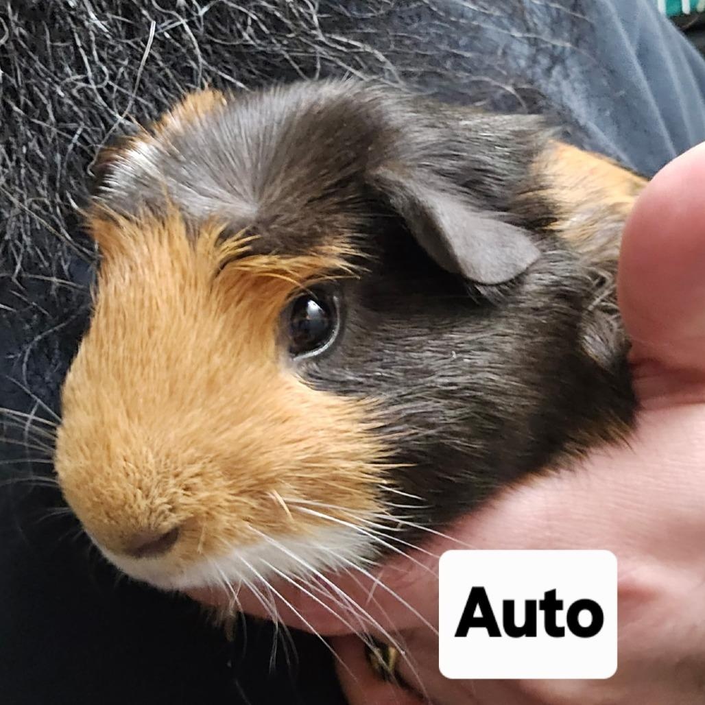 Thore and Auto, Adoptable, Young Male Guinea Pig.