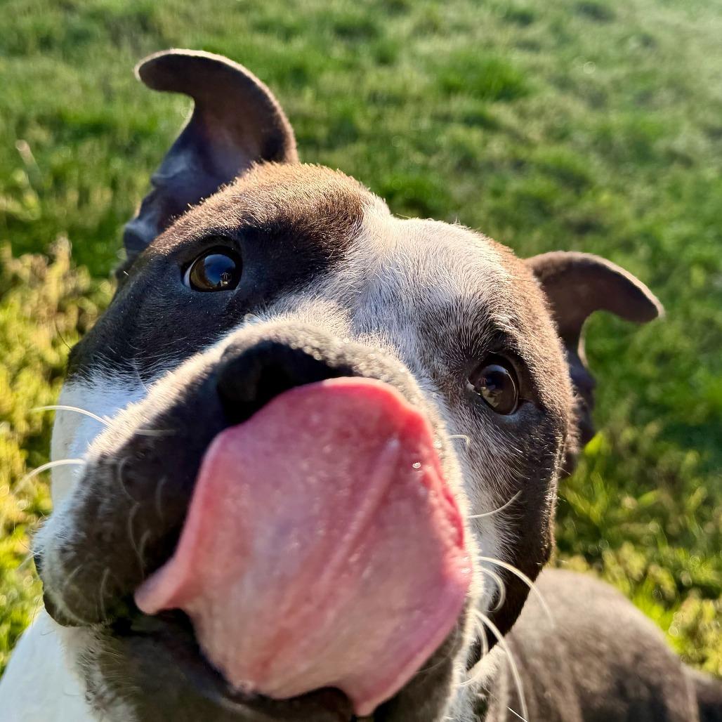 Mahogany, Adoptable, Adult Male Pit Bull Terrier & Mixed Breed.