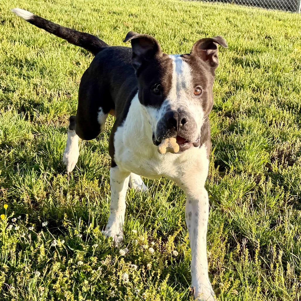 Enlarge Mahogany, a Adoptable mixed breed in Dayton, OH image 2/6