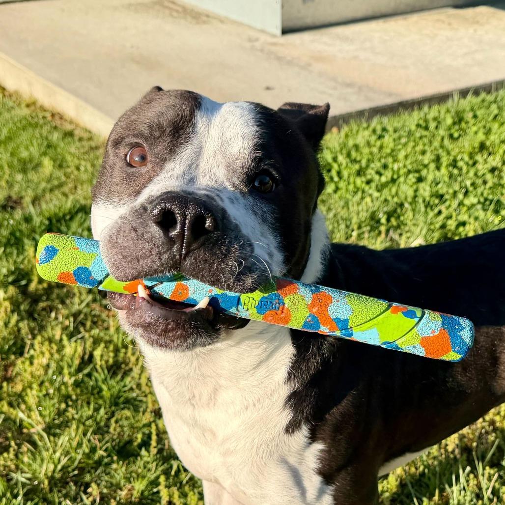 Enlarge Mahogany, a Adoptable mixed breed in Dayton, OH image 3/6