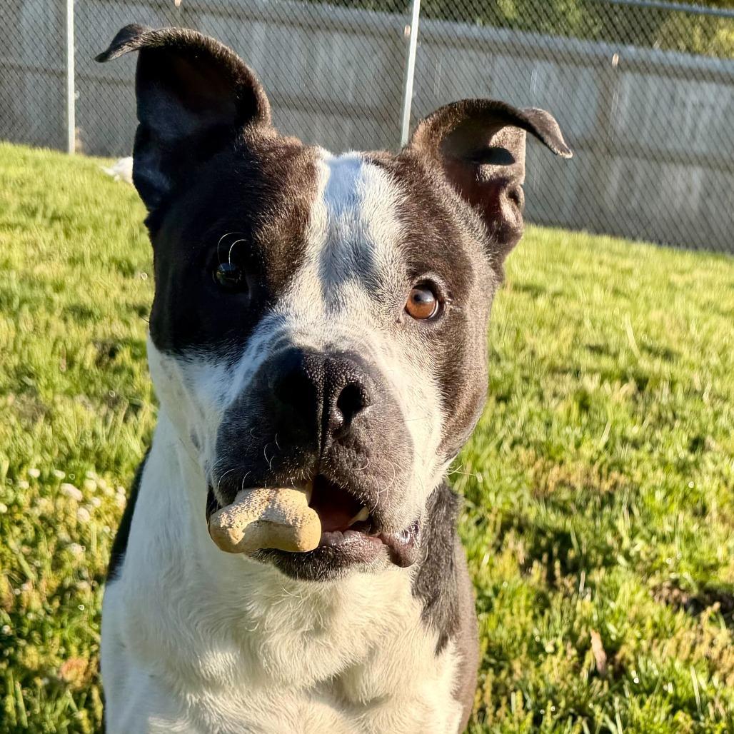 Enlarge Mahogany, a Adoptable mixed breed in Dayton, OH image 4/6