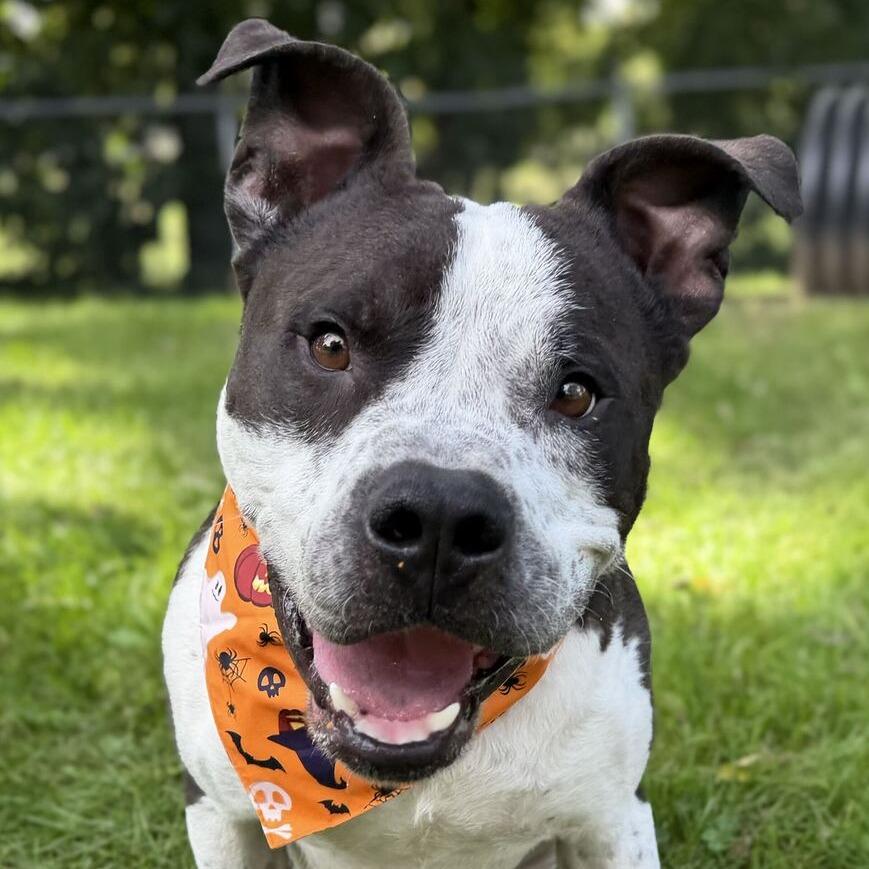 Enlarge Mahogany, a Adoptable mixed breed in Dayton, OH image 5/6