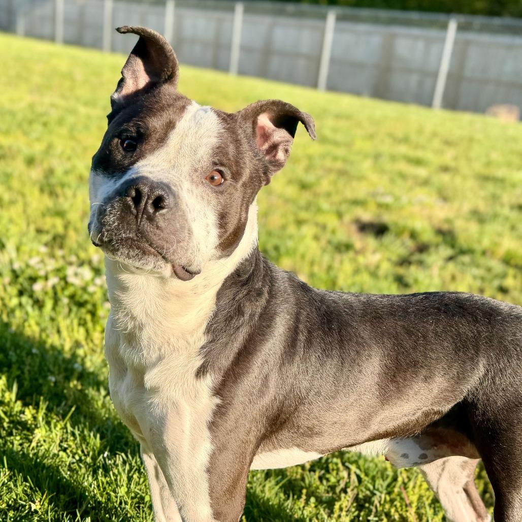 Enlarge Mahogany, a Adoptable mixed breed in Dayton, OH image 6/6