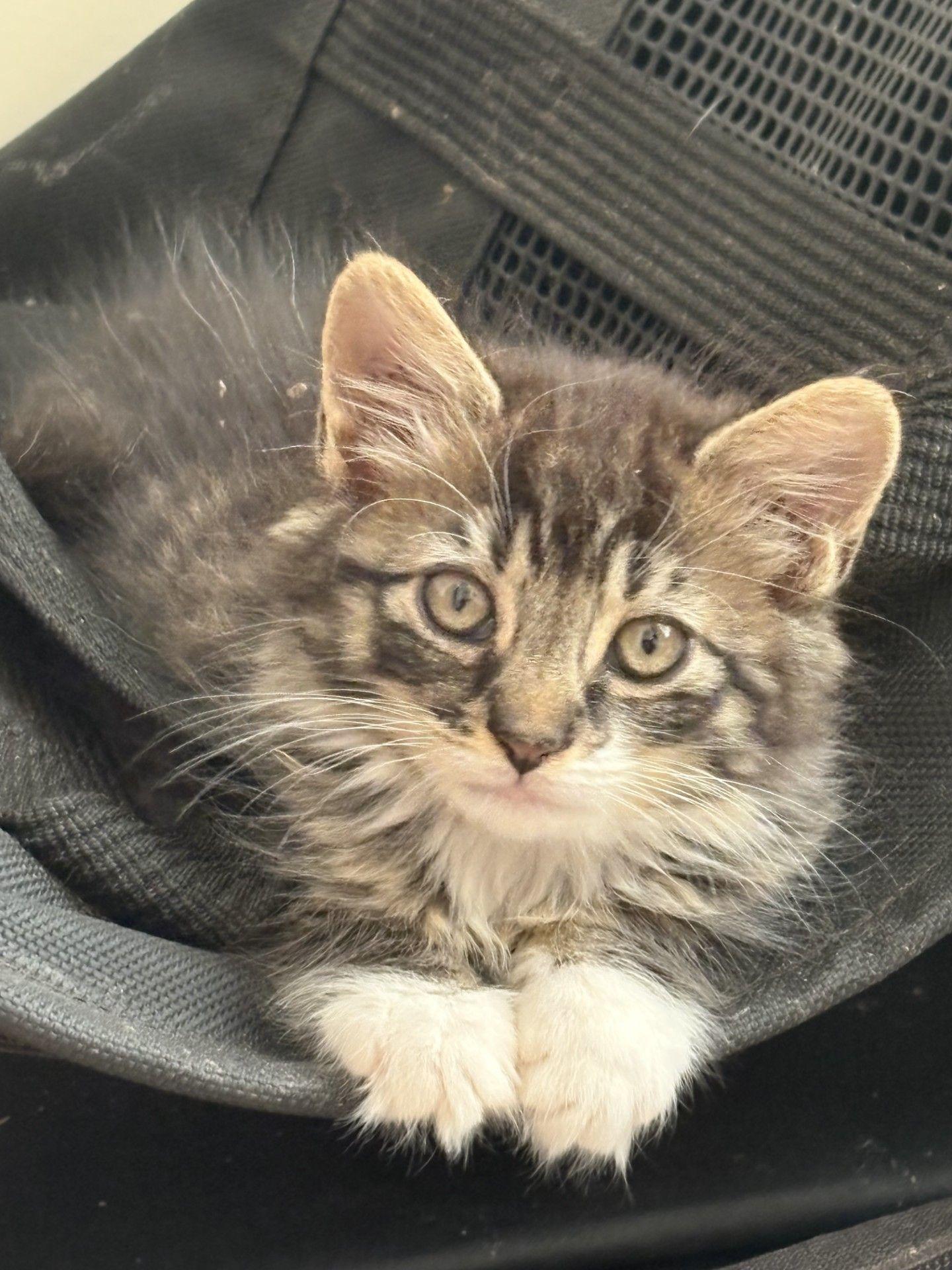 Fancy, a Adopted Domestic Medium Hair in Moorestown, NJ image 1/4