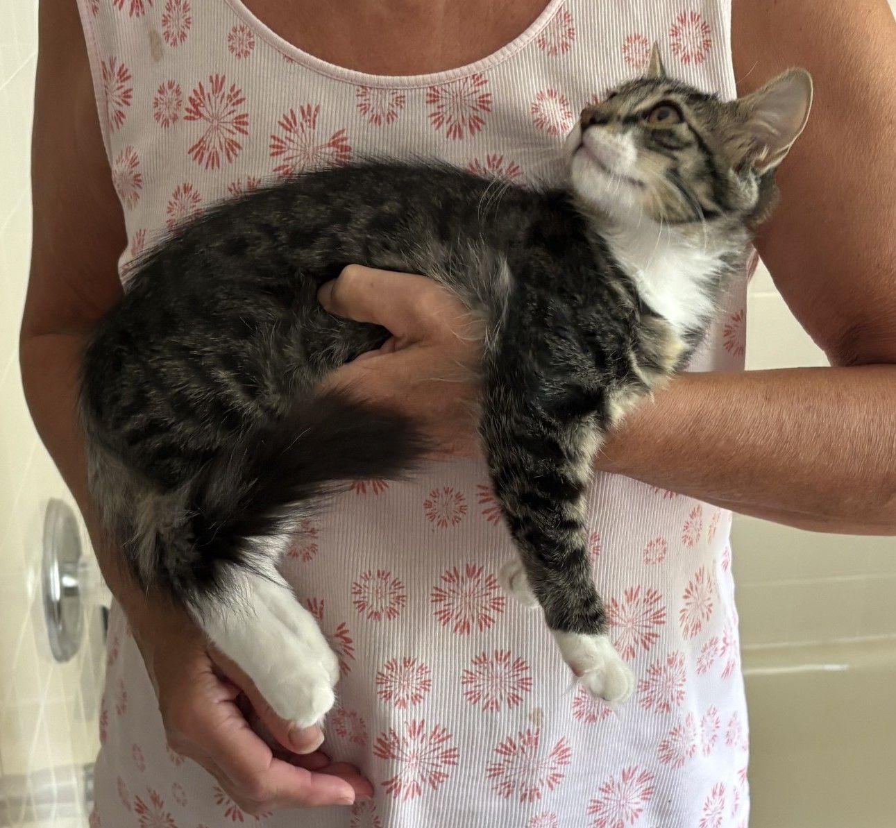 Fancy, a Adopted Domestic Medium Hair in Moorestown, NJ image 2/4