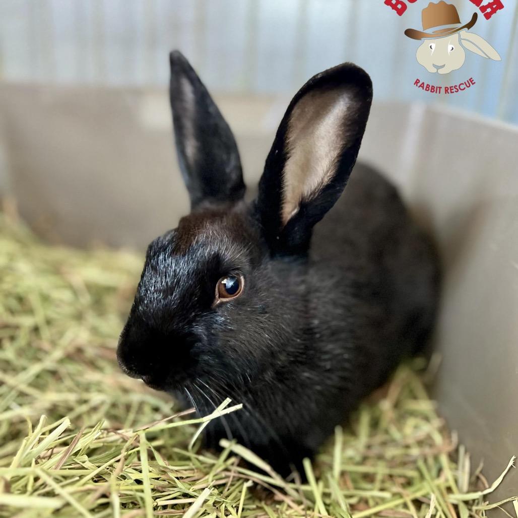 Enlarge Amelia Bedelia, a Adoptable American in Ferndale, WA image 1/1
