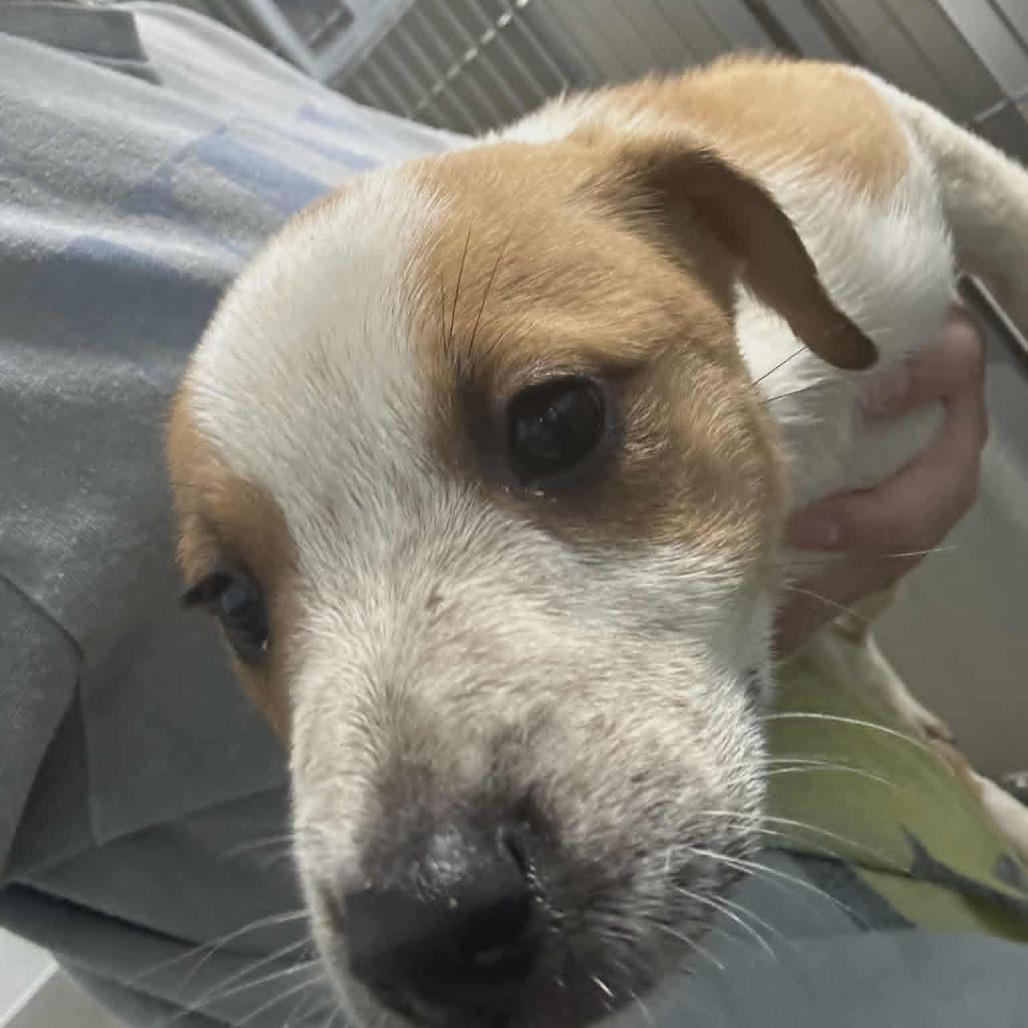Enlarge HONEYSUCKLE, a Adoptable Hound in Hannibal, MO image 2/2